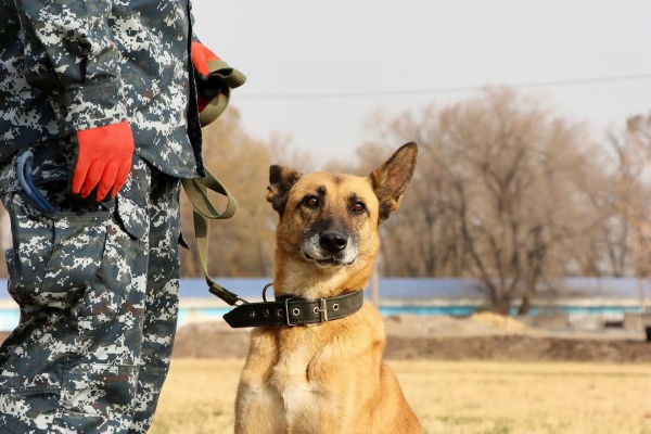 Герои на четырех лапах: служебные собаки продемонстрировали мастерство на соревнованиях