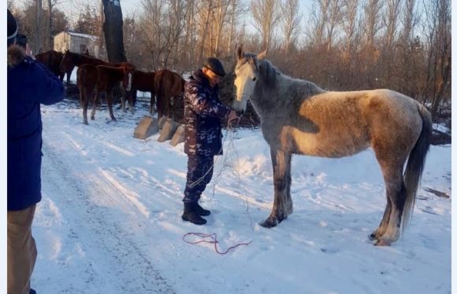 Лошади пасутся фото