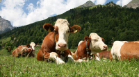 Минэконом: С начала года увеличилось производство продукции животноводства и растениеводства