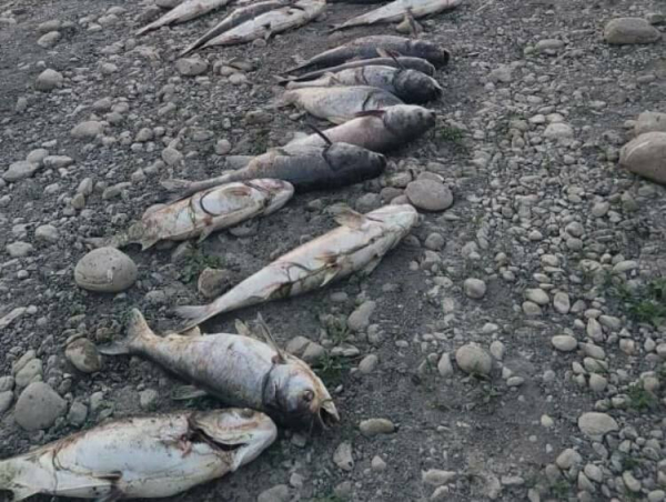 ГУВД Чуйской области расследует массовую гибель более 90 тонн рыбы