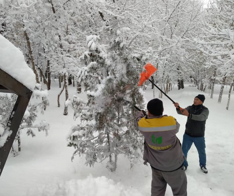 Актуально после снегопада в Бишкеке. Зачем стряхивать снег с елок?