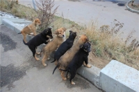 В Новопавловке местные власти списали полмиллиона на отстрел собак? (фото)