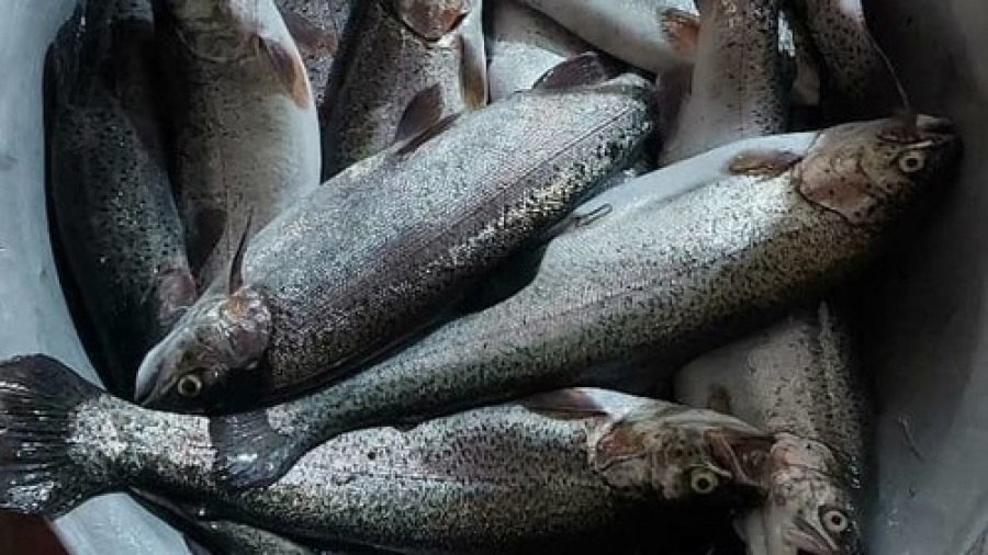 Россельхознадзор разрешил закупать рыбу у двух предприятий Кыргызстана