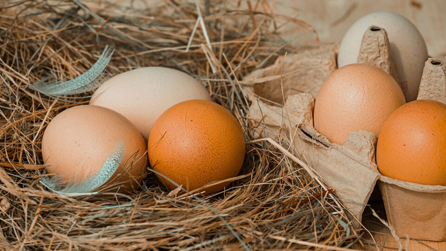 Торговые войны или забота о здоровье – почему хотят запретить импорт куриных яиц в Кыргызстан?