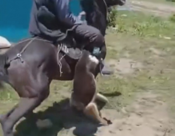 В соцсетях распространилось жуткое видео истязания собаки