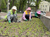 В Бишкеке высадят миллионы цветов