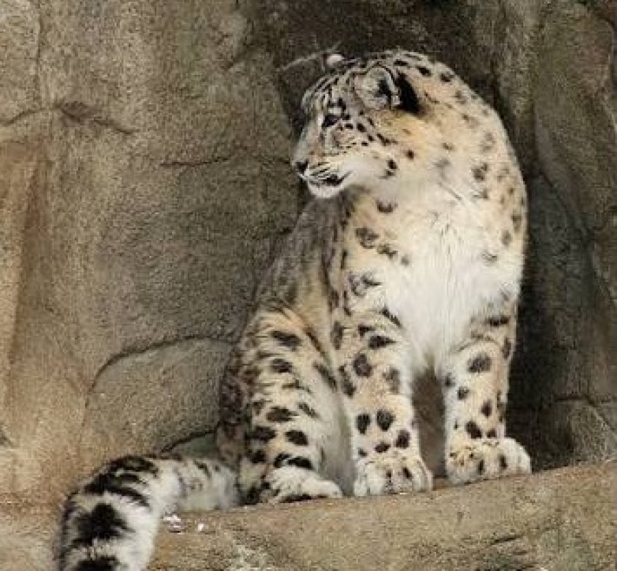 Kyrgyzstan: Rare snow leopard spotted in Jeti-Oguz district