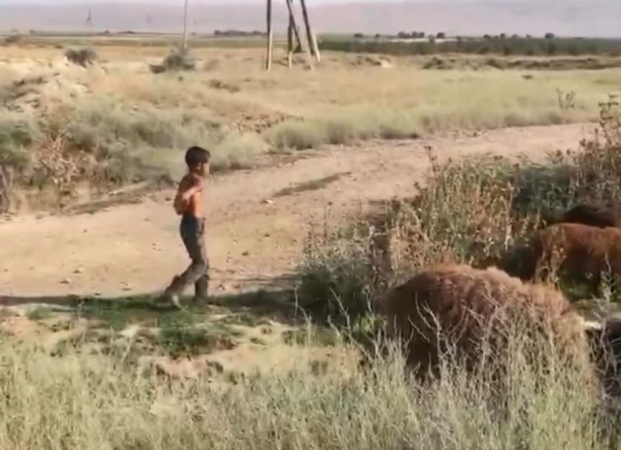 В Минтруда и УВД отреагировали на видео о 10-летнем мальчике, пасущем скот в одиночестве