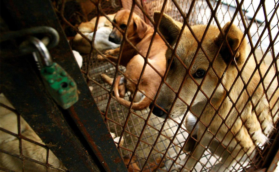 Парламент Южной Кореи одобрил закон, запрещающий употребление собачьего мяса