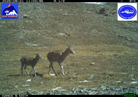 Фотоловушки сняли в парке Хан-Тенири редких обитателей гор (фото)