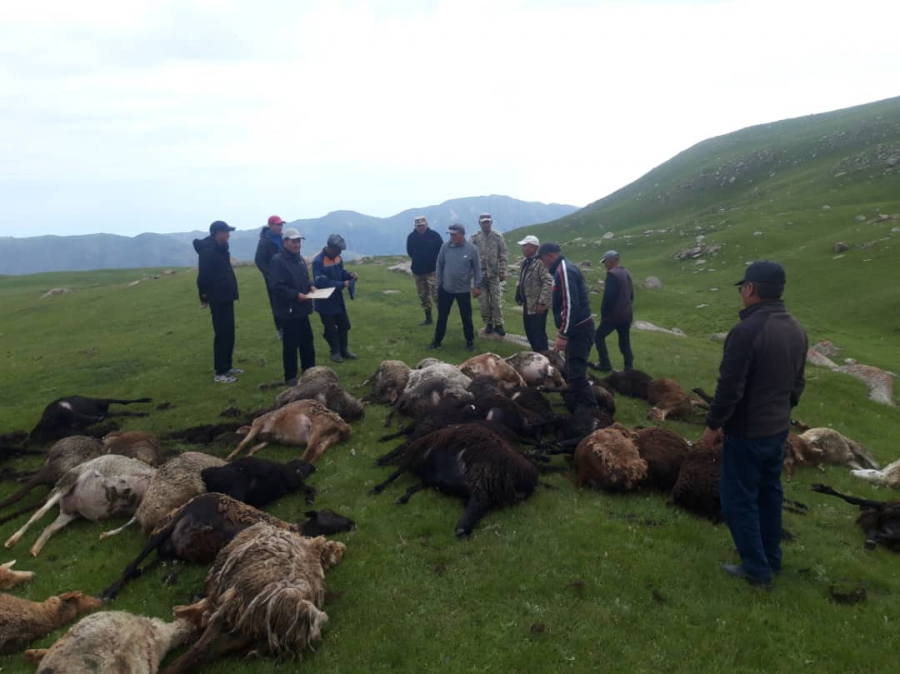 Ветслужба провела захоронение овец, погибших в результате удара молнии (фото)