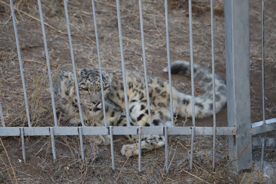 Открылся реабилитационный центр для животных, пострадавших от браконьерства