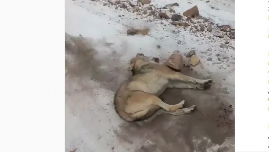 Неизвестные на машине сбили волка и жестоко забили его камнями (видео)