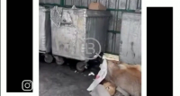 В Джале на мусорку выбросили труп барана (видео)