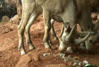 Салқын дик фотолары