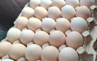 Минводсельхозпром: Колебания цен на яйца являются нормой