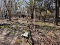 В Кыргызстане посадят 9 млн деревьев