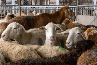 В кабмине призвали кыргызстанцев не скрывать свое поголовье скота от государства