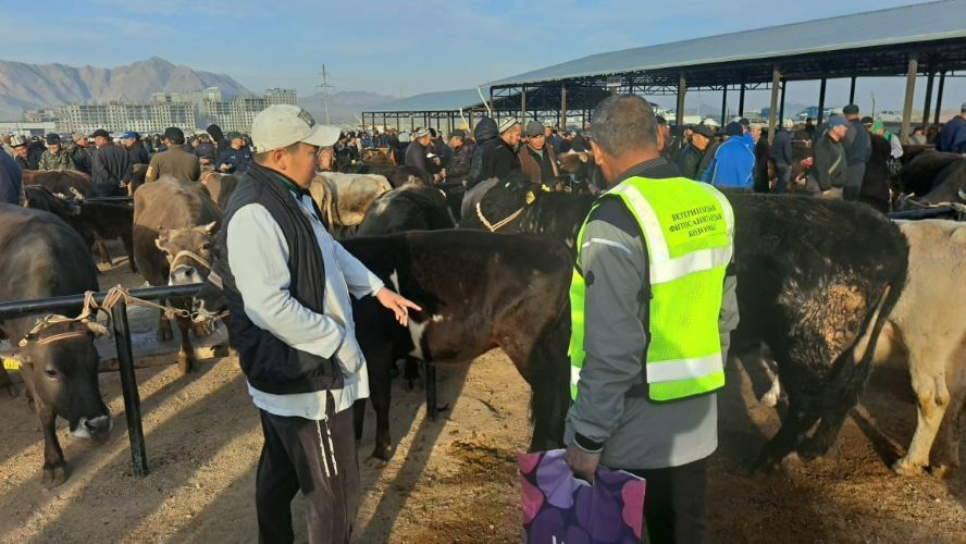 Ветслужба усилила санитарный контроль на скотном рынке Каракола