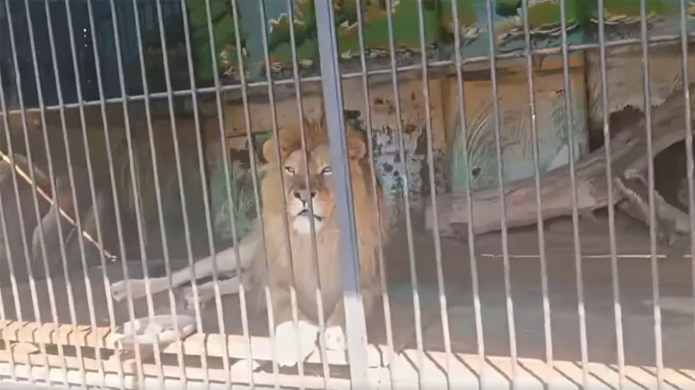 В соцсетях возникла паника, что сбежал лев в Токмаке, но в ГУВД успокоили граждан