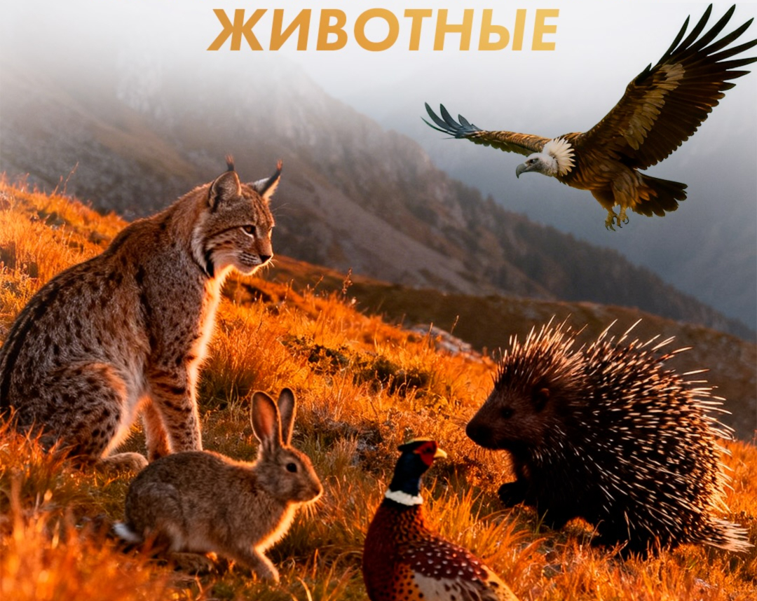 На Джеруе фотоловушки зафиксировали редких животных